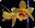 Dendrobium henryi